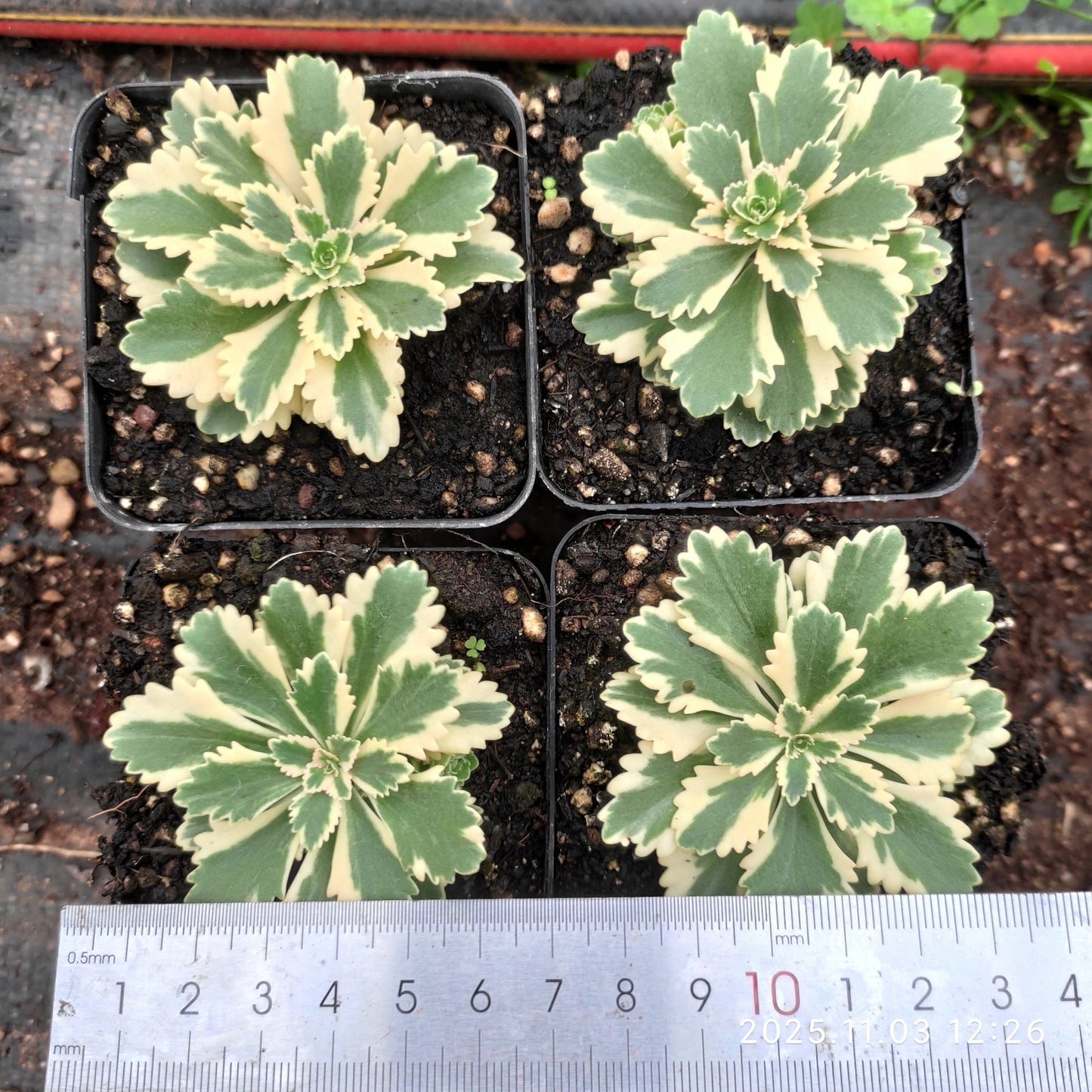 22340 アトランティス錦（7cm pot）