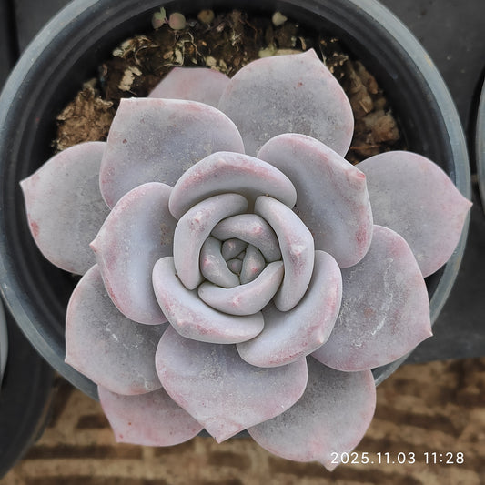 12225 サクラスノー（9cm pot）