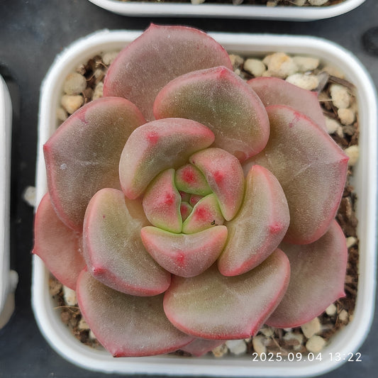 MMY555 バド （5cm pot）
