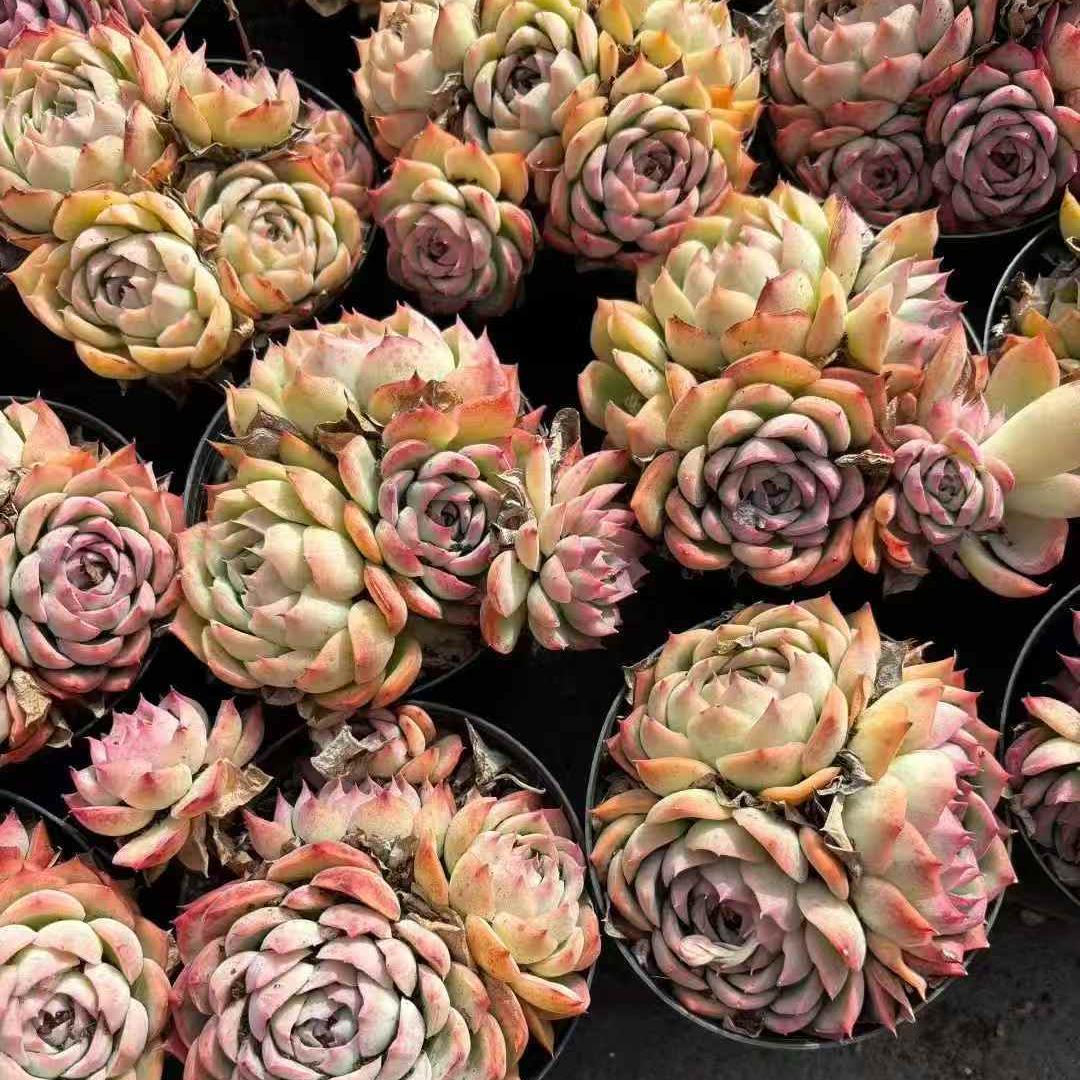 261041 シルエット