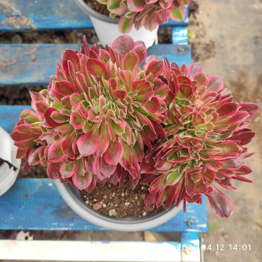 YF401 アエオニウム　ウィッチ綴化 （16cm pot）