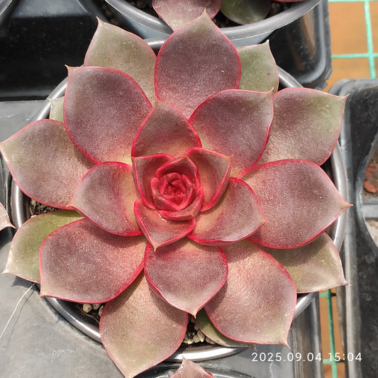 MMY1263 レッドローズ（12cm pot）