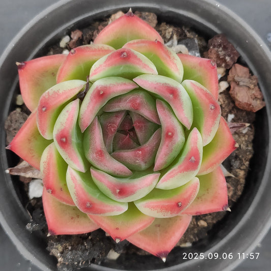RC041 ピューロラ（9cm pot）