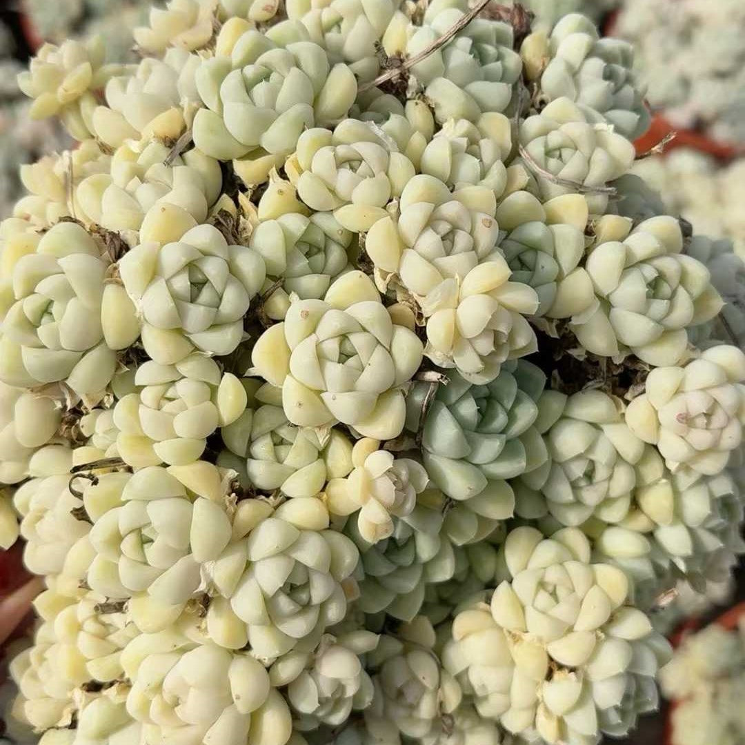 25336 アルビカンス