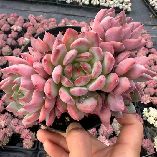 QNY179 グレープ　ヨーヨー(12cm pot)