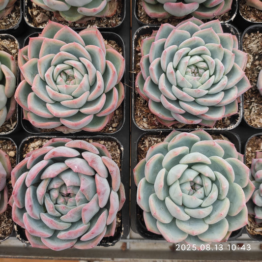 LB024 ウォーター　ドリームHyb（7cm pot）