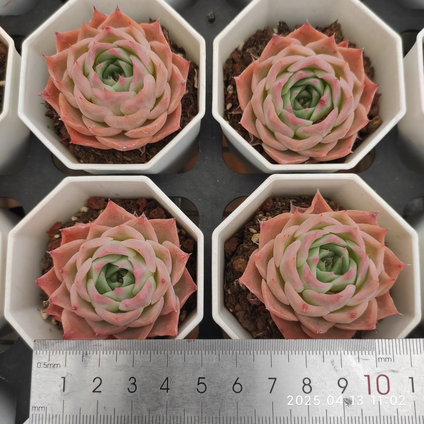 LMM047 スカイワールド(6.5cm pot)