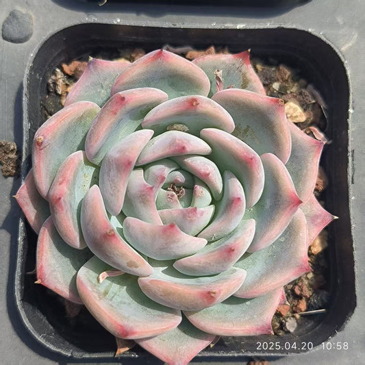HC248 カンティクル （6.5cm pot）