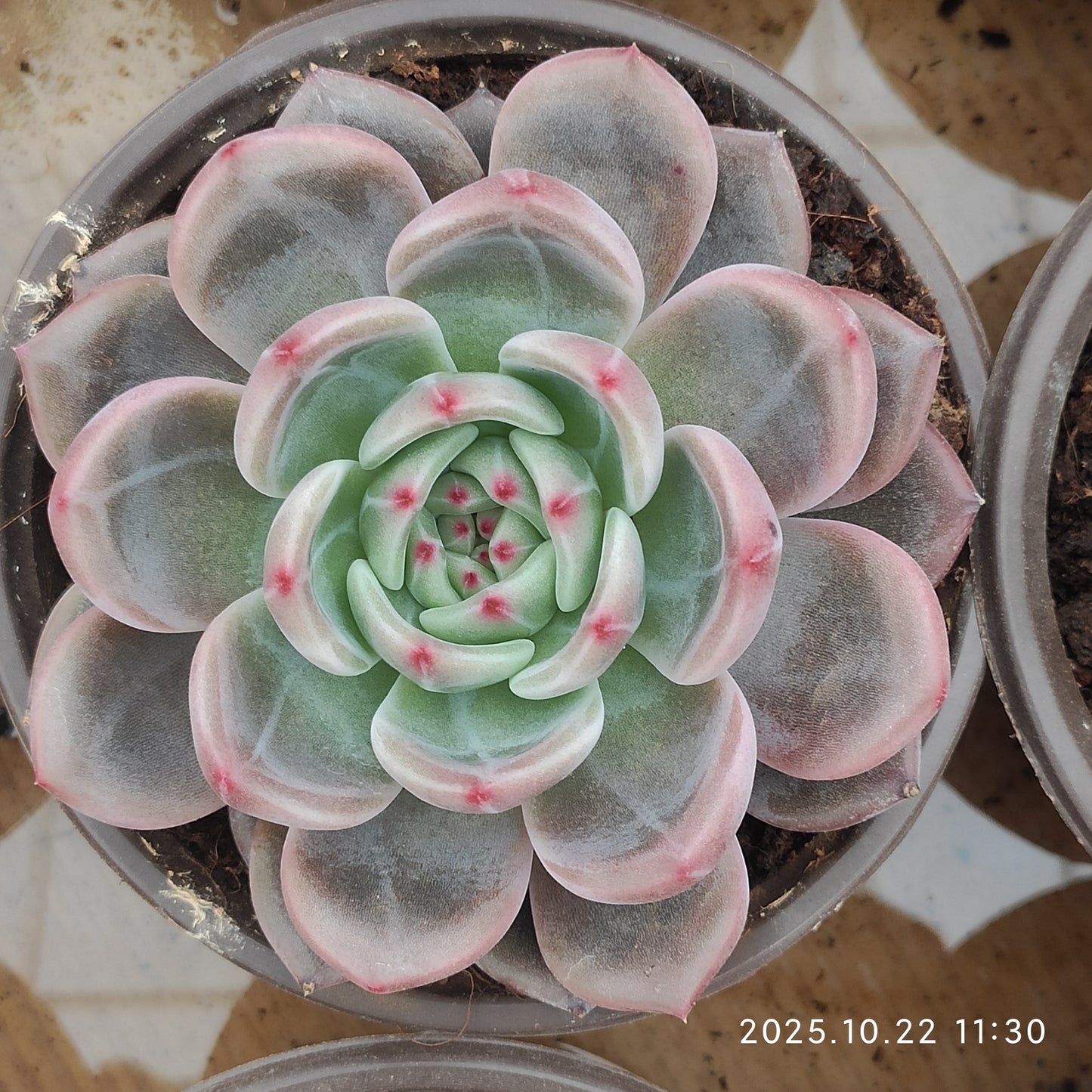 THH109 モンロー x シャンペーン（12cm pot）