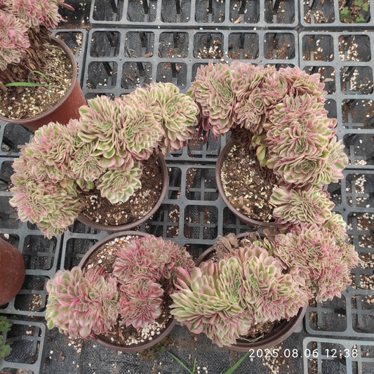 THH057 ミリオン　ワイト綴化（15cm pot）