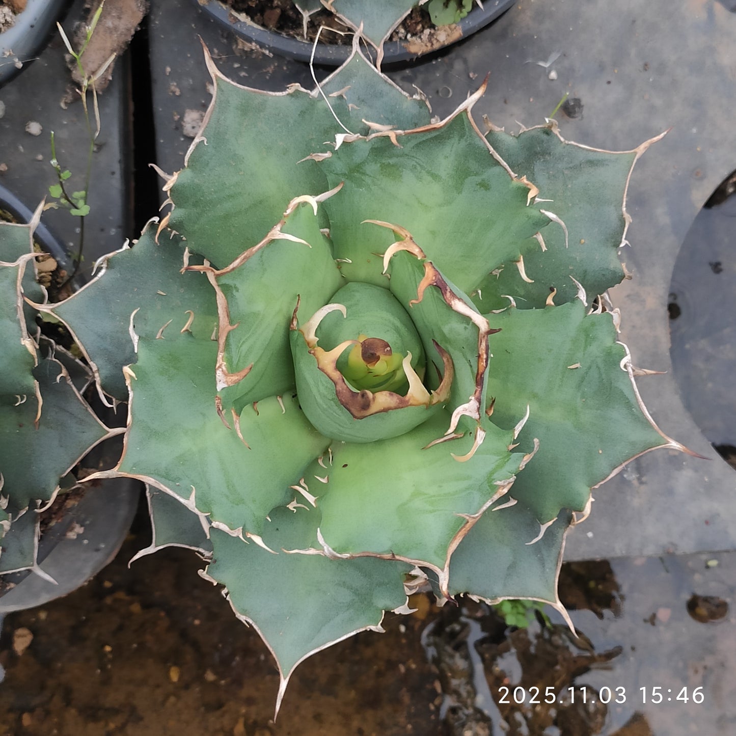 18730 アガベ　チタノタ　シーザー（12cm pot）