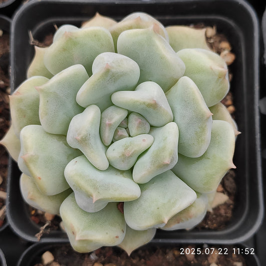 RC042 スーパーミルク（7cm pot）