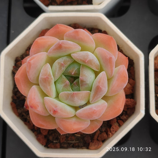 LMM166 ローンリー　ハート(7cm pot)