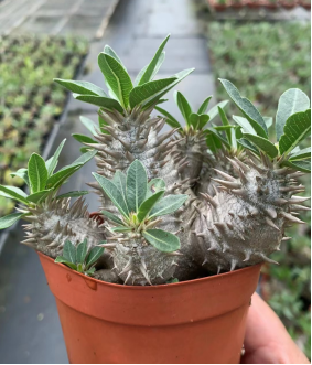 FGY026 パキポディウム ブレビコール デンシフローラム (5cm pot)葉がなし