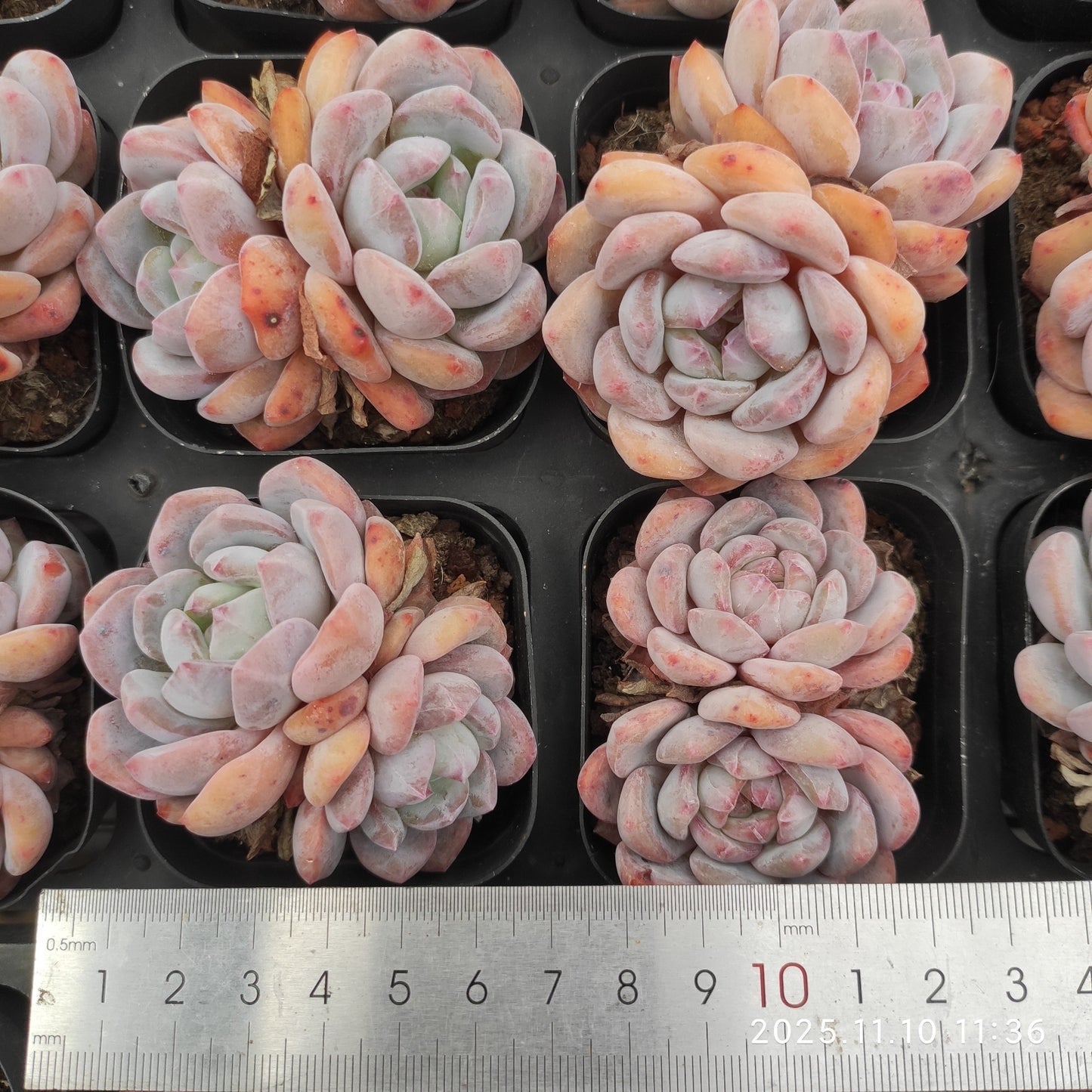 22574  オレンジモンロー（6.5cm pot）