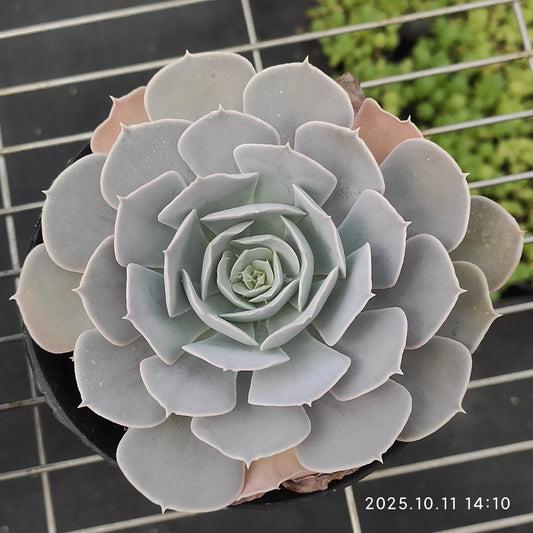 TPKM048 サンカルロス(12cm pot)