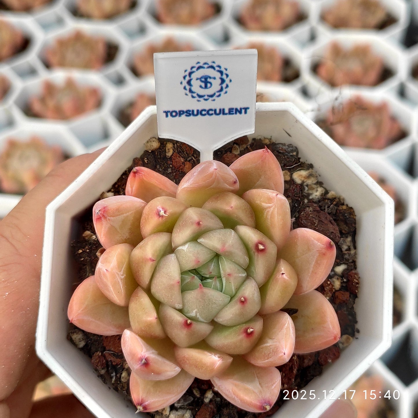 16414 マルガンHyb