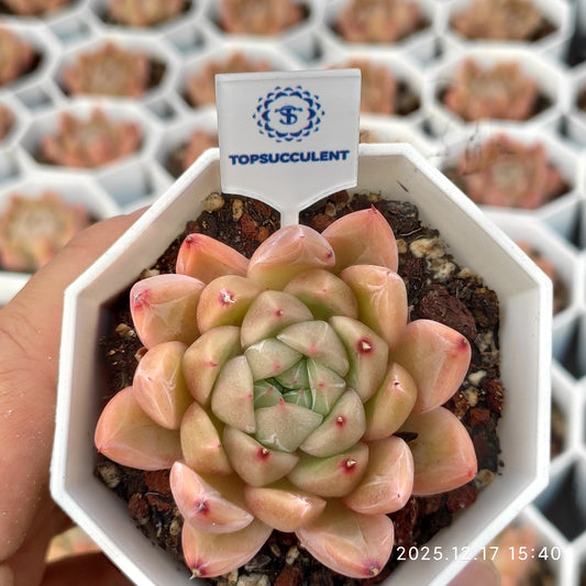 16414 マルガンHyb