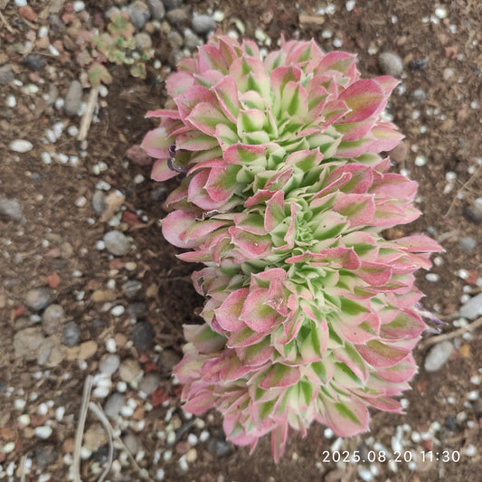YF478 スノー　チェリー綴化（12cm pot）
