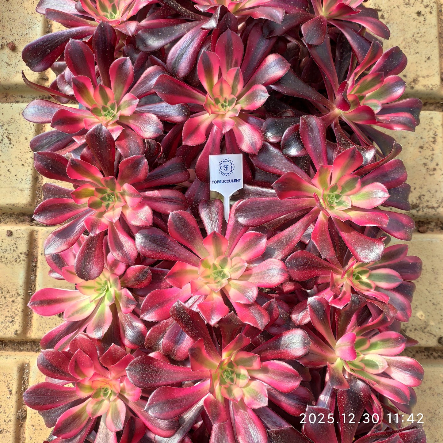 3465 メデューサ