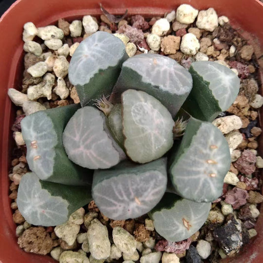 2123 キョク（7cm pot）