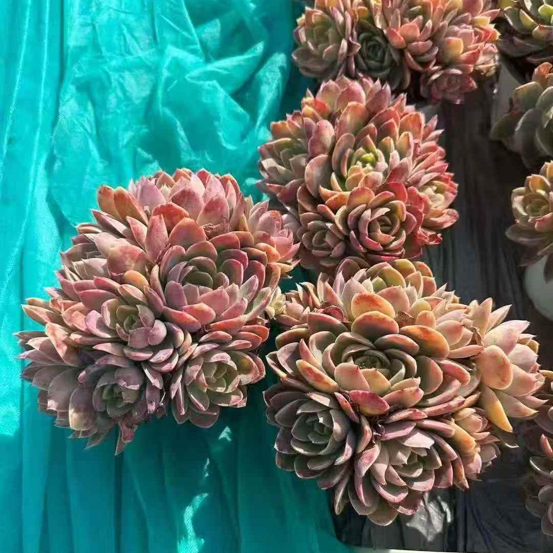 23657 シルクヴェール