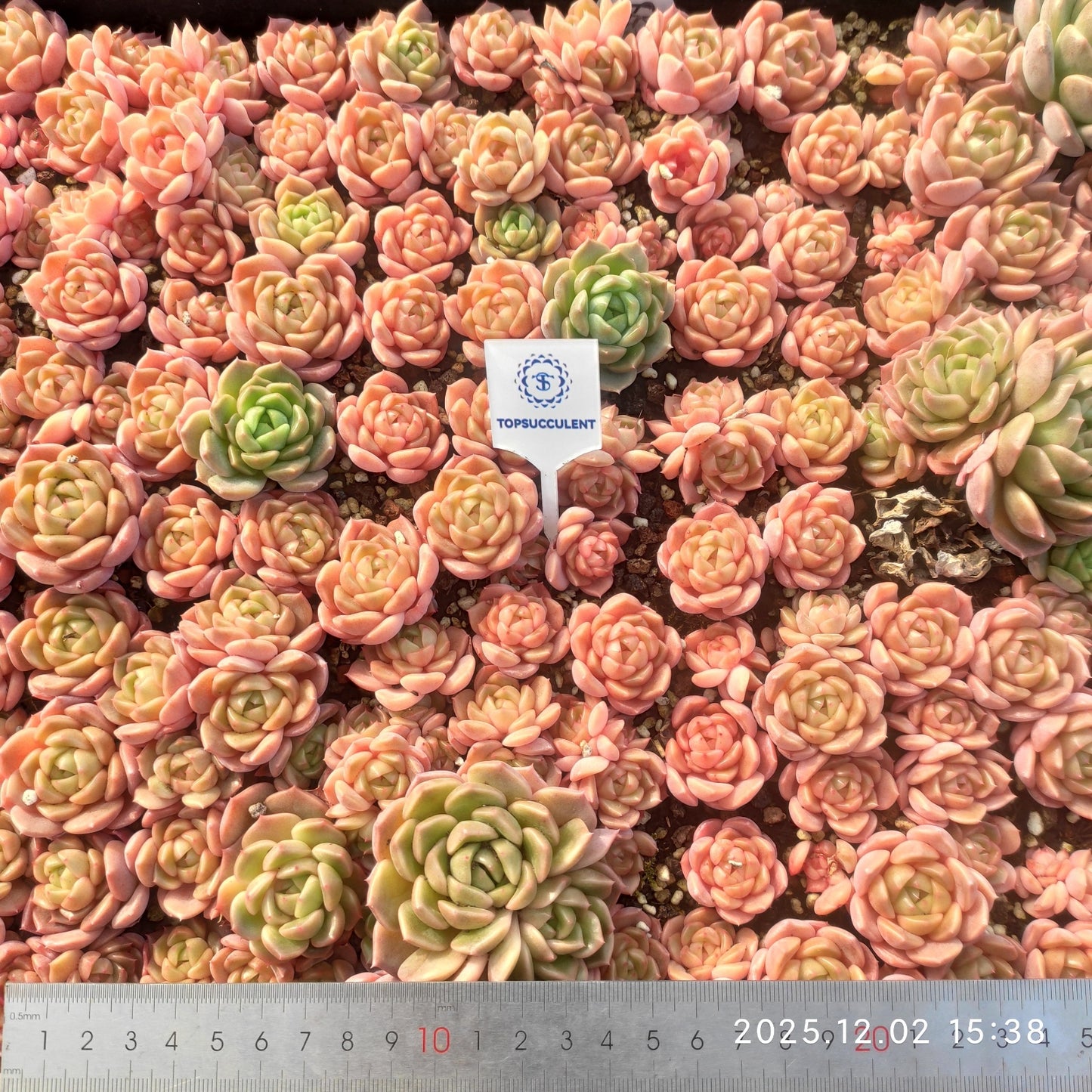 23028 シャンペーンHyb（ポット苗）