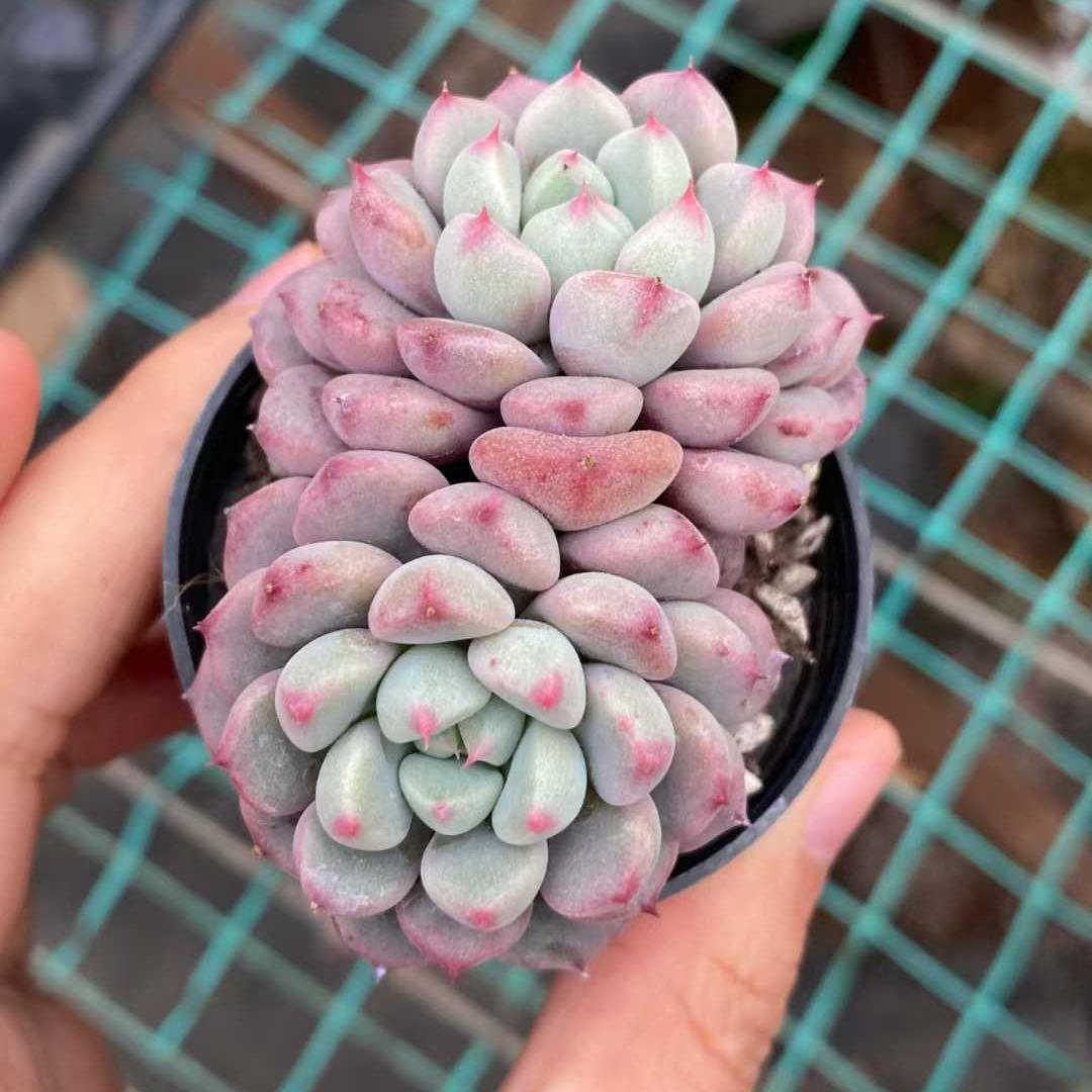 0555 スノーピーチ