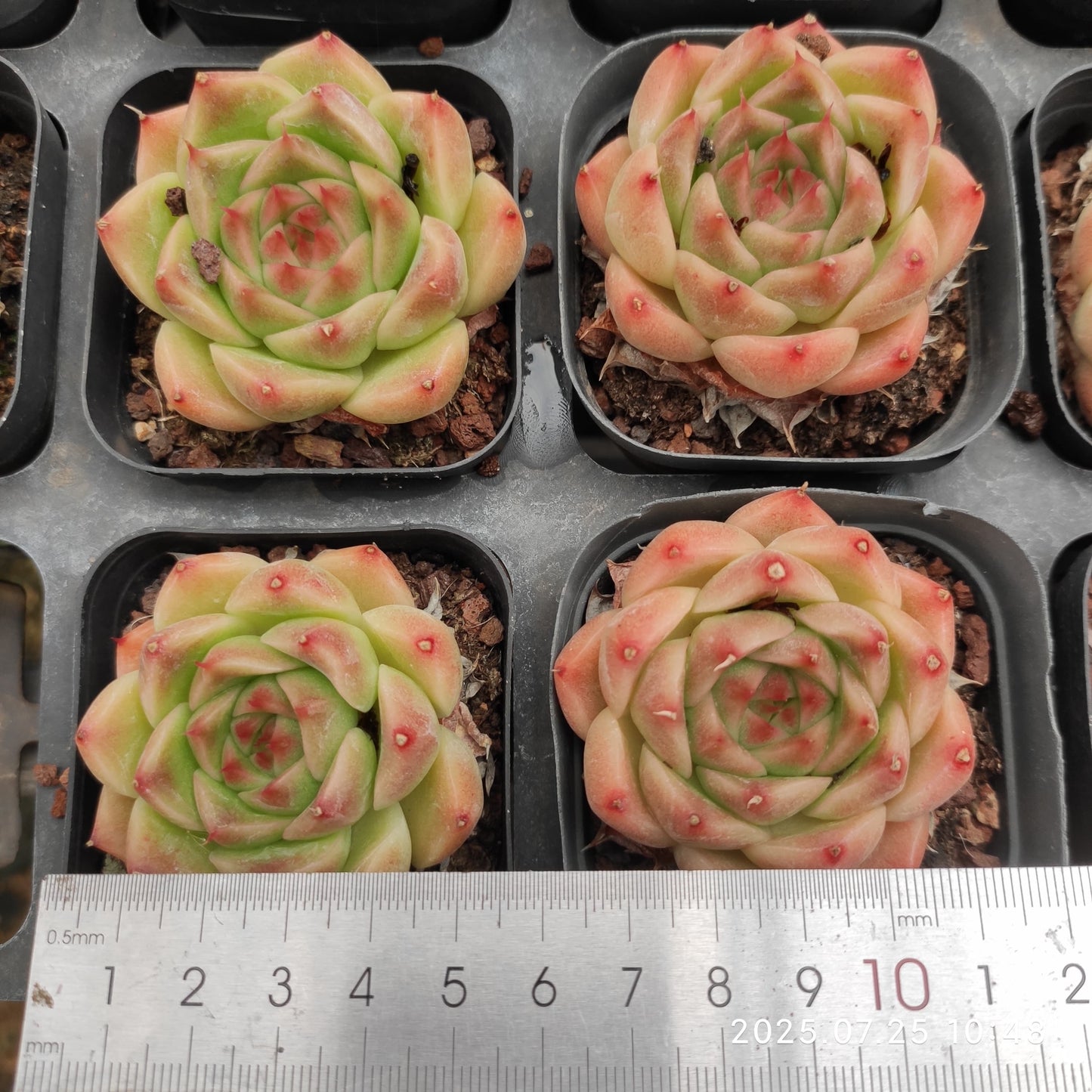 NGN388 パープル　スモーク (6.5cm pot)