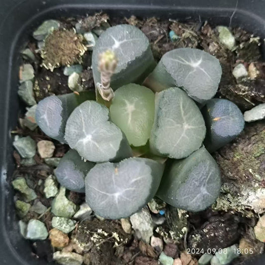 13199 フオグレンズ