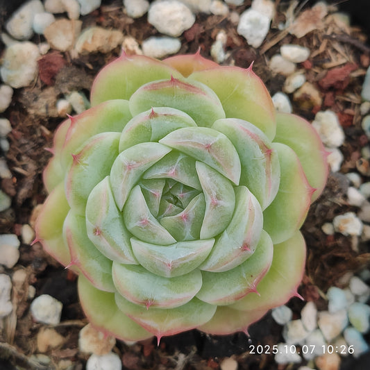 XQ1437 アニーHyb（7cm pot）