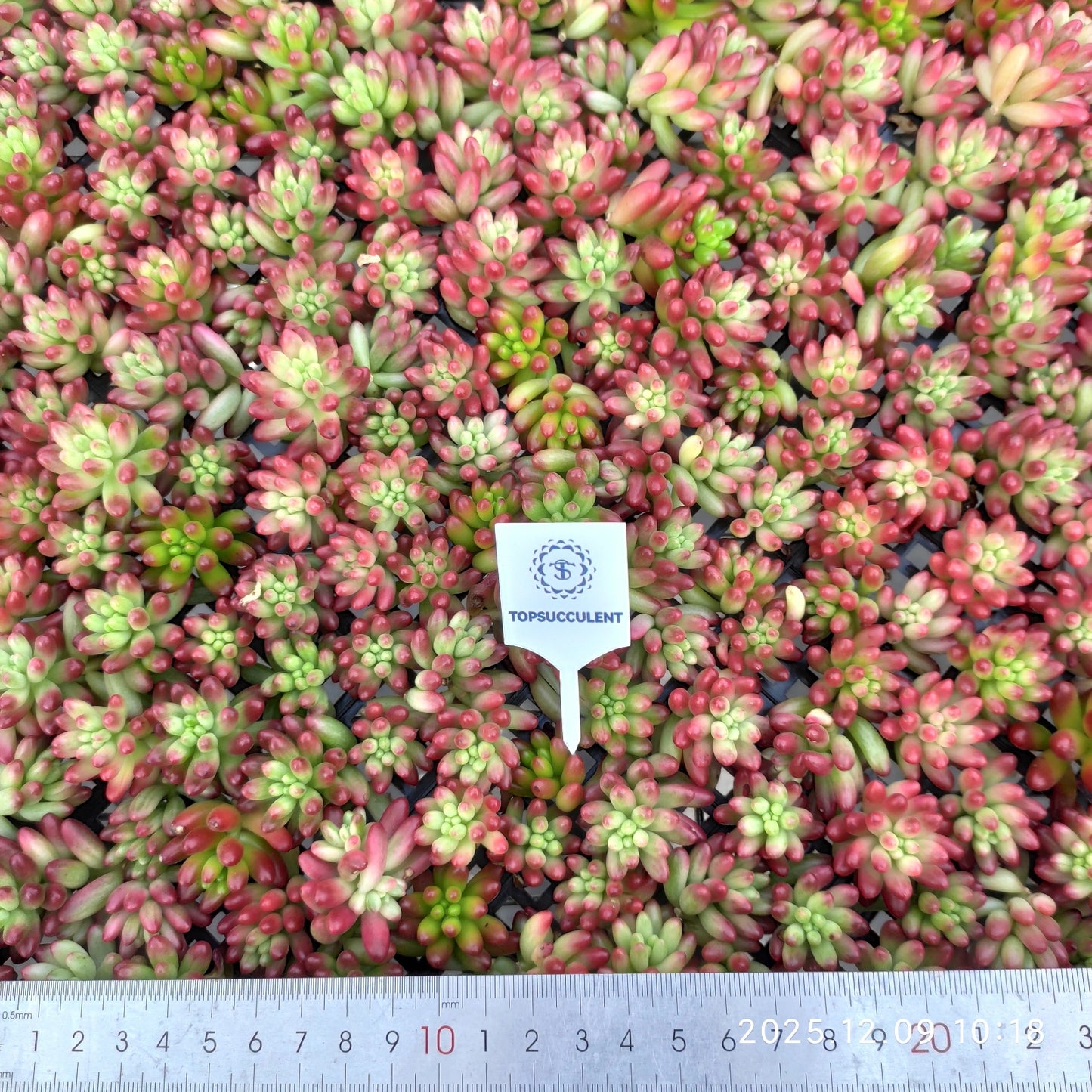 220751 クラウセン錦（カット苗）