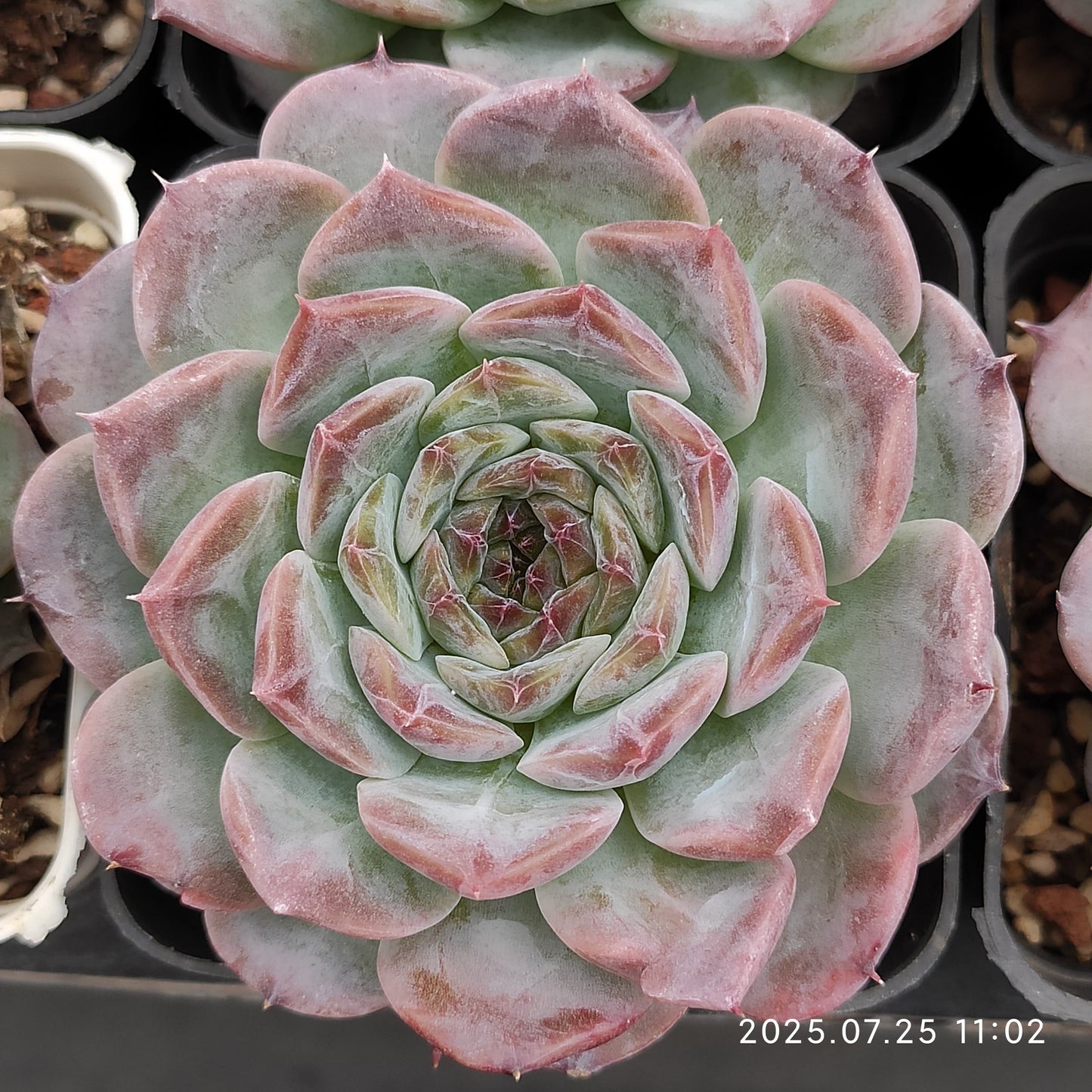 NGN260 パープル　スピリット（7cm pot）