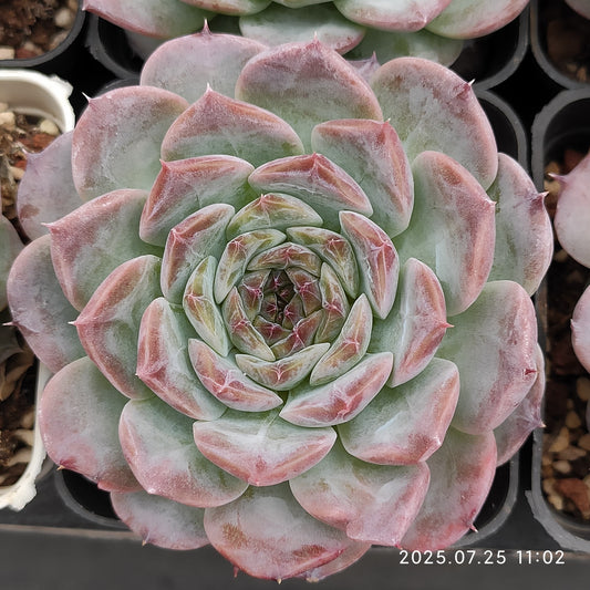 NGN260 パープル　スピリット（7cm pot）