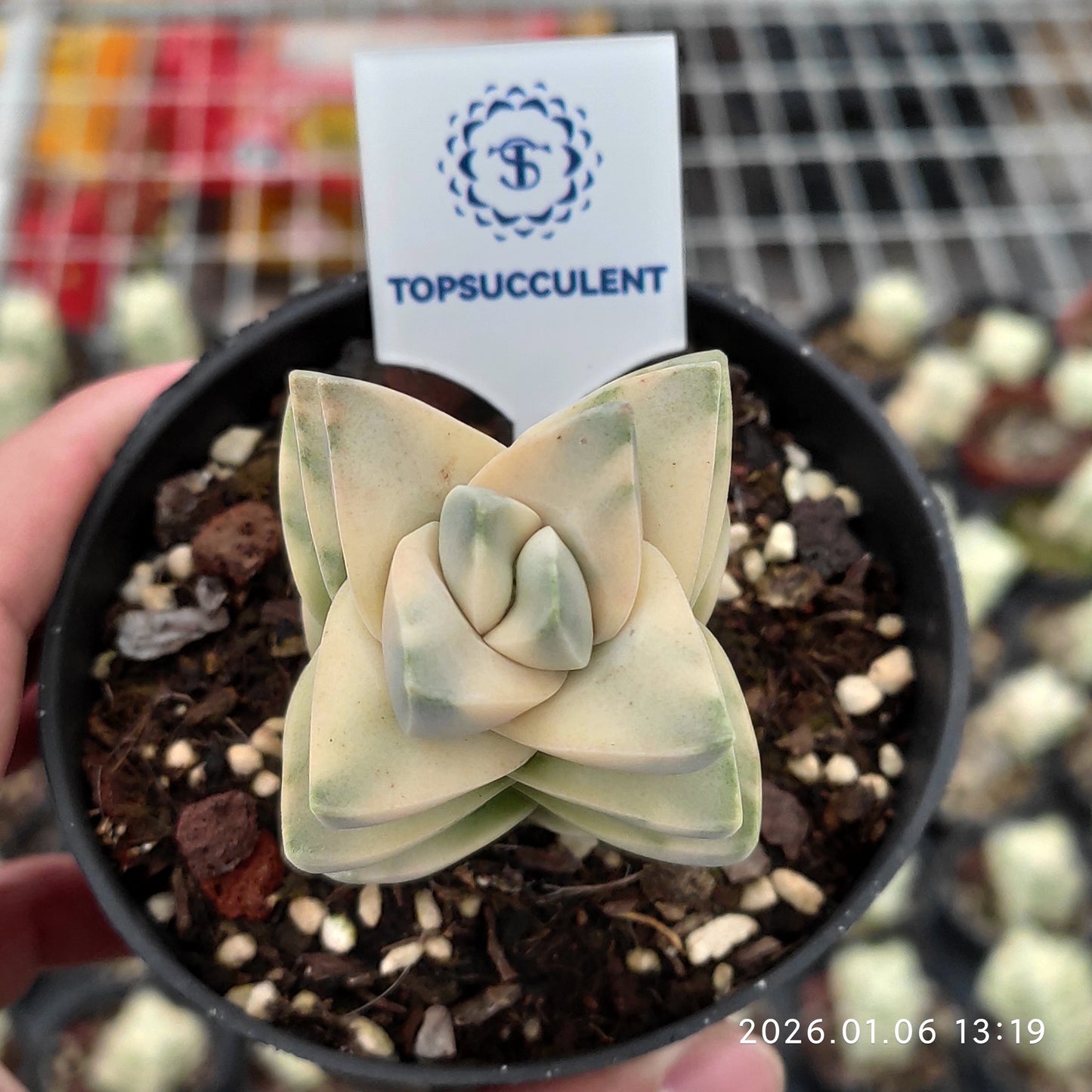 22261 ムーングロウ錦