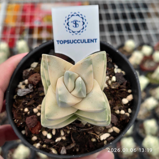 22261 ムーングロウ錦