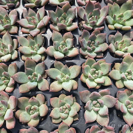 XS1081 ワイルドコロラータ（3cm pot）