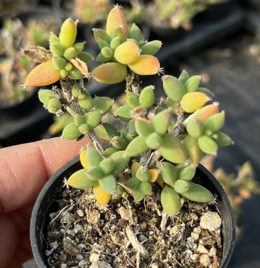 XS132 ドロサンテマム　エブルネウム(5cm pot)