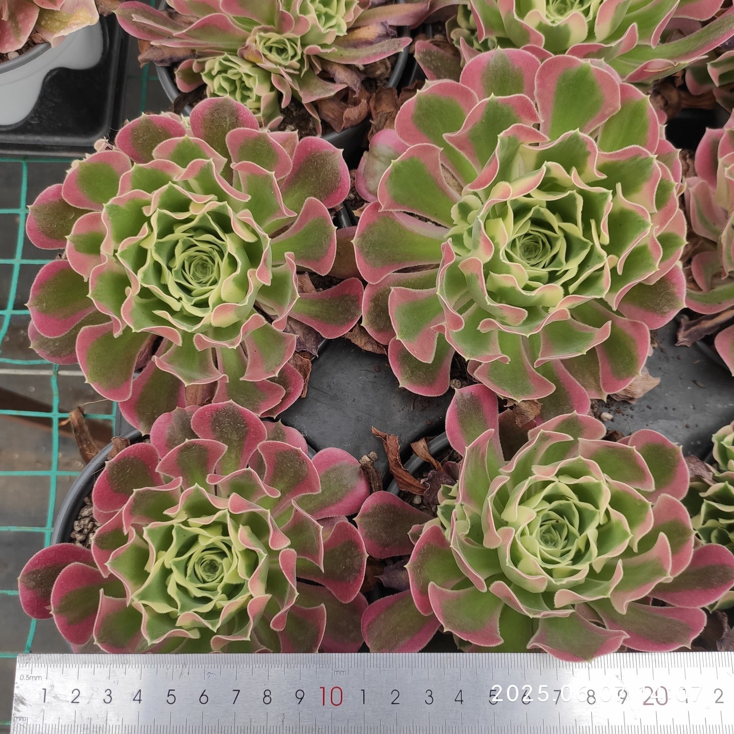 MMY1202 アエオニウム　ホワイトフェニックス（12cm pot）