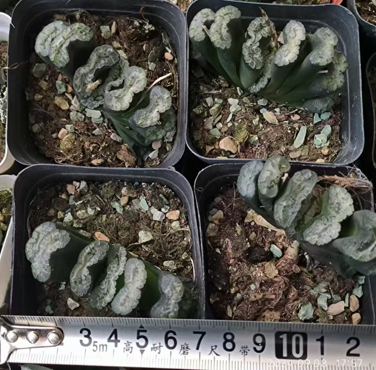 13182 ハオルチア 玉扇『ギザ青龍』