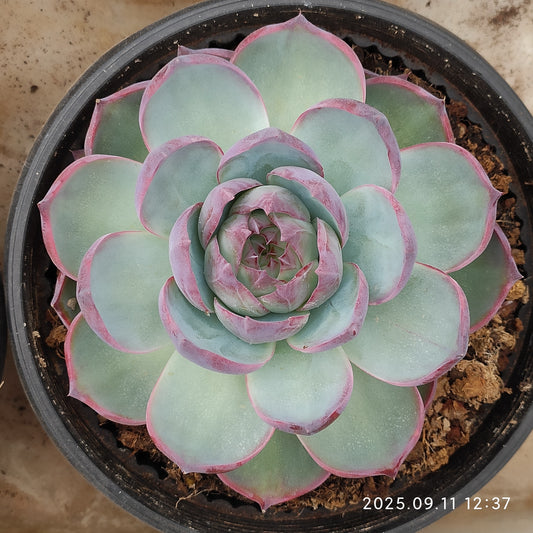 THH078 カシオ（18cm pot）