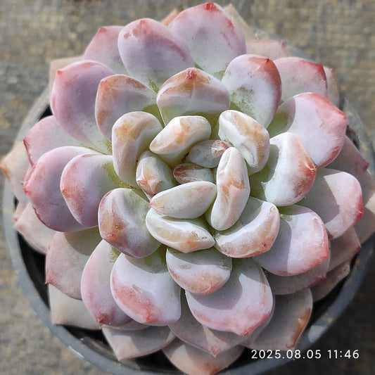 LXX005 オレンジモンロー（9cm pot）