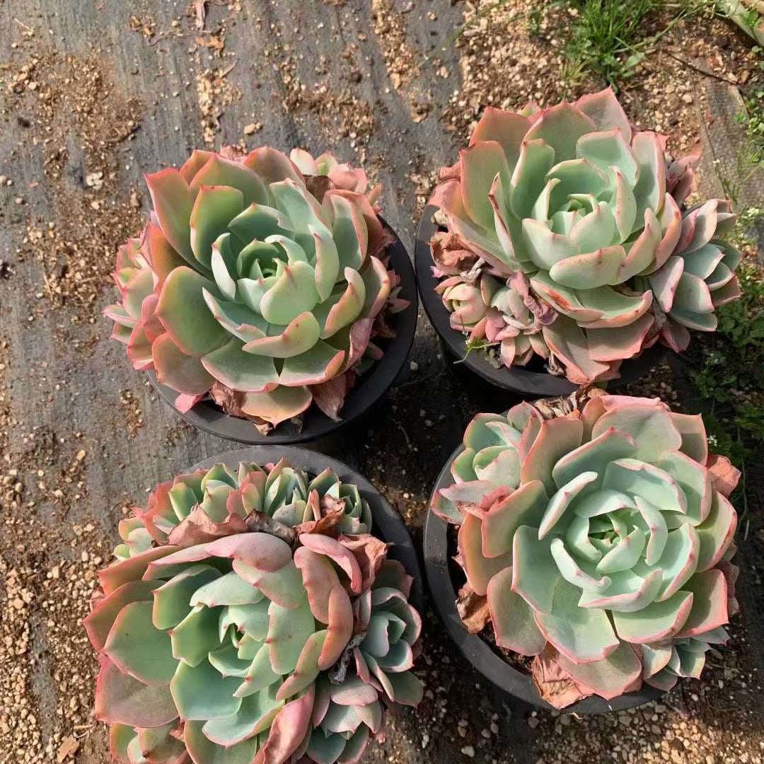 26207 ホワイトローズ