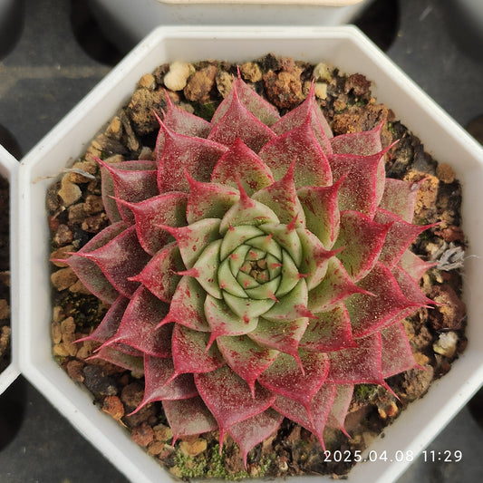 WWA261 キークーチー（7cm pot）