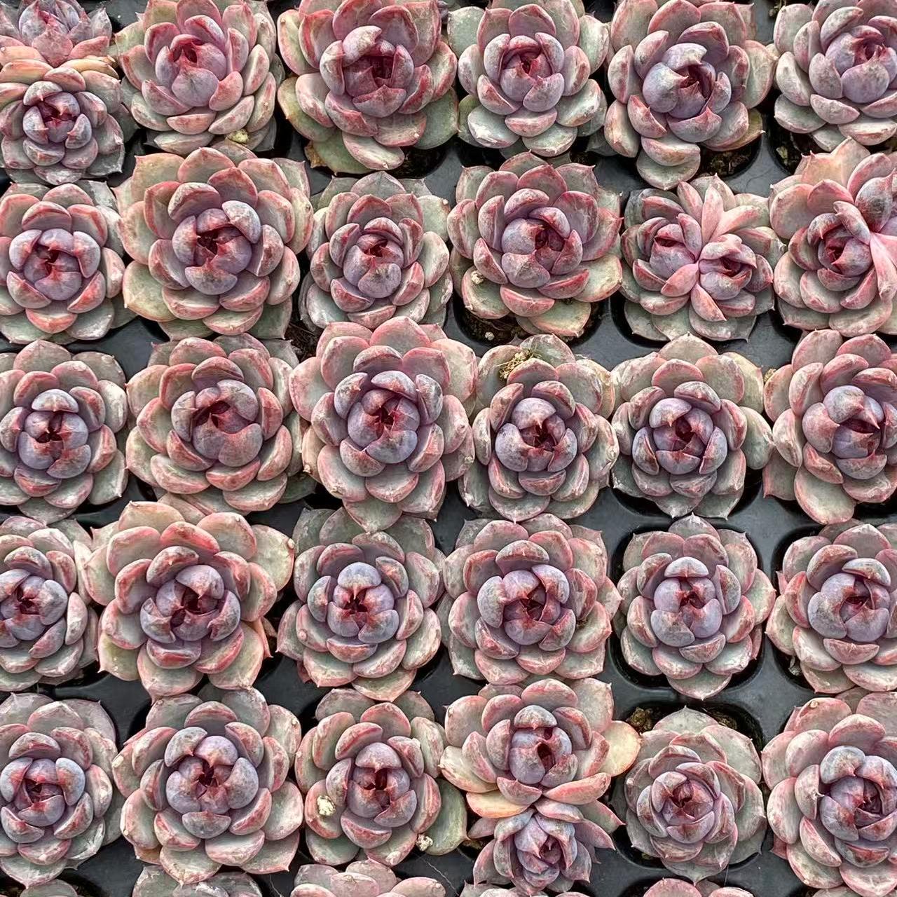 23209 チーズブルーベリー（3cm pot）（ポット苗）