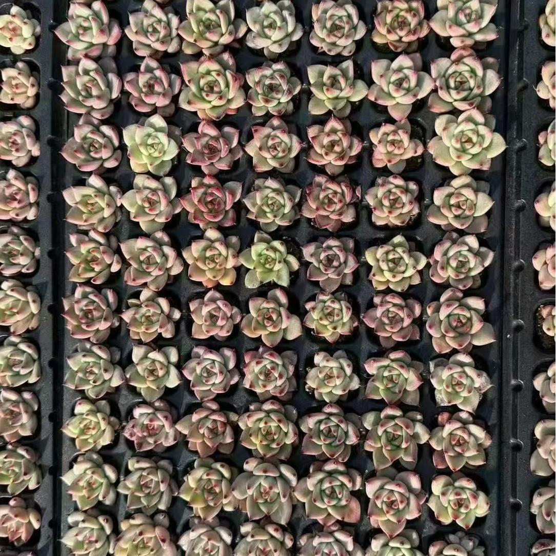 22149  ピンクハニー（3cm pot）（ポット苗）