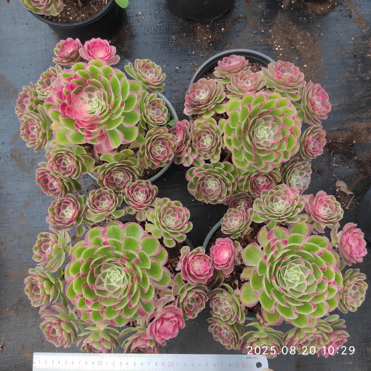 YF473 ピーコック　フェザーズ（25cm pot）