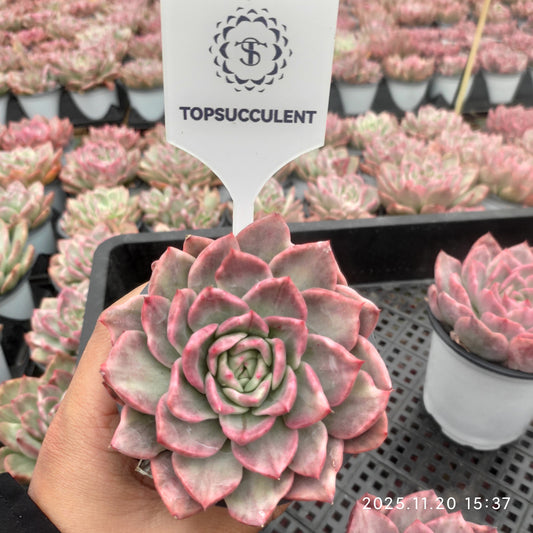 14470 フロリディティール錦（9cm pot）