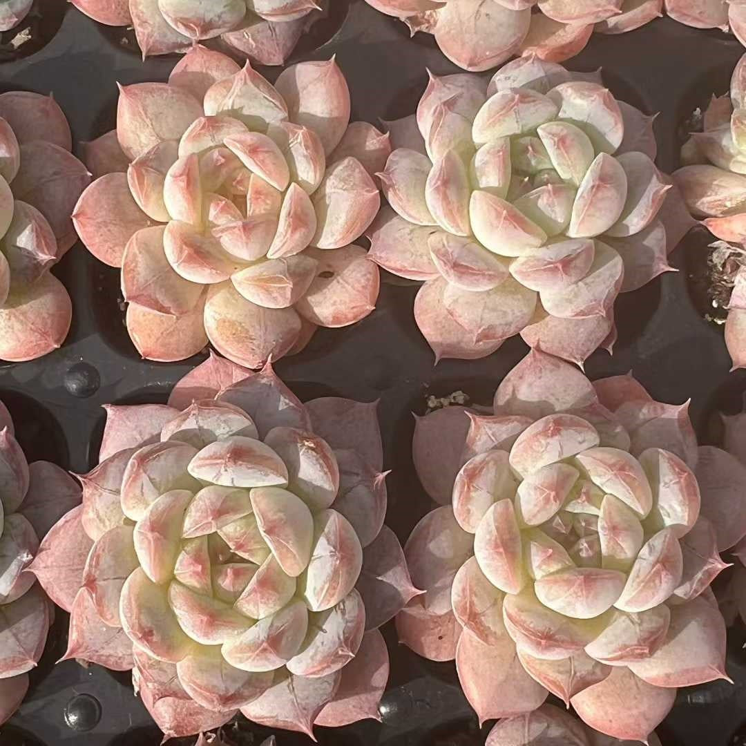 23483 ロック　キャンディーHyb（3cm pot）