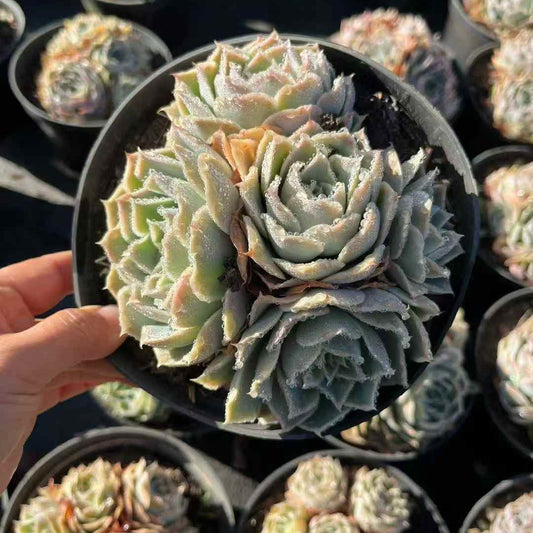 23647 シムランス（15cm pot）